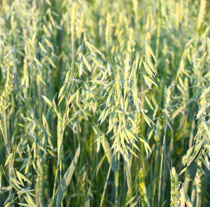 Specific Herbs for Each Phase of Your Menstrual Cycle