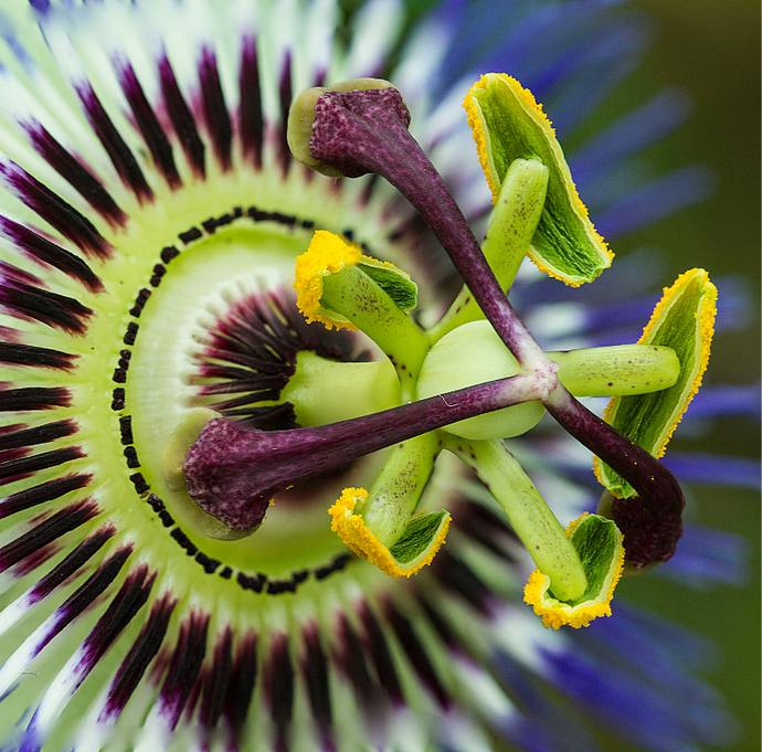 What can herbal medicine do for you?